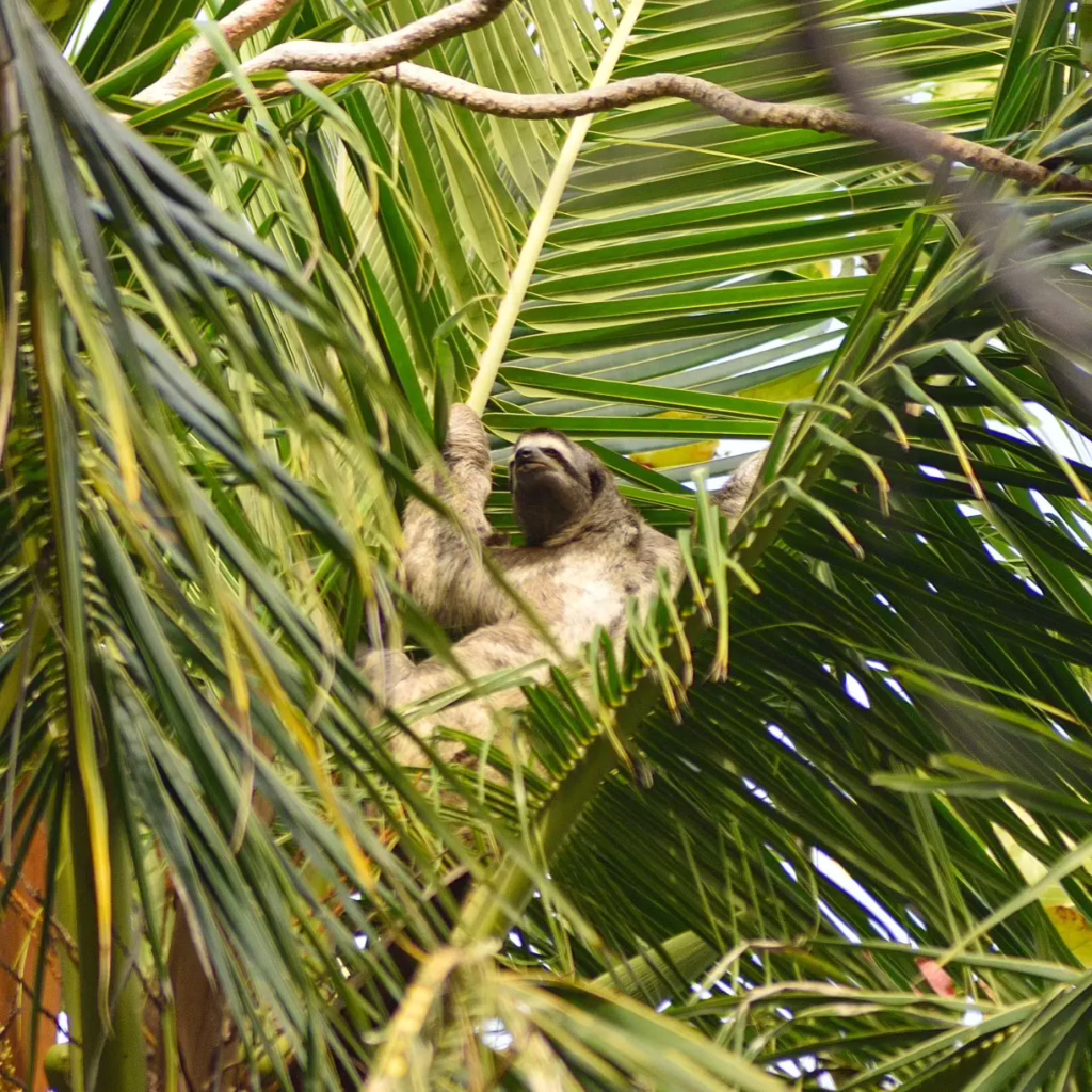Perezoso de la costa caribe.