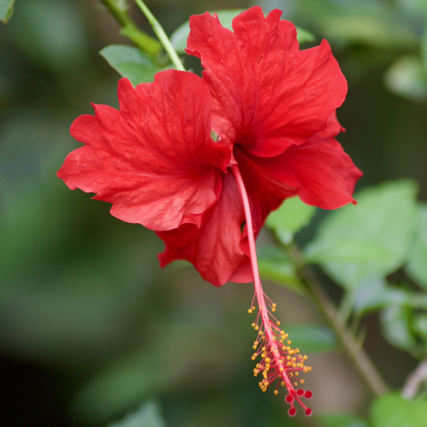 Hibiscus