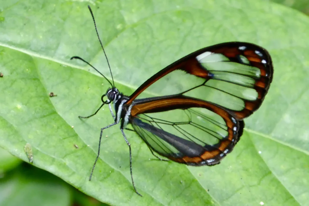 Mariposa cristal también llamada mariposa espejitos.