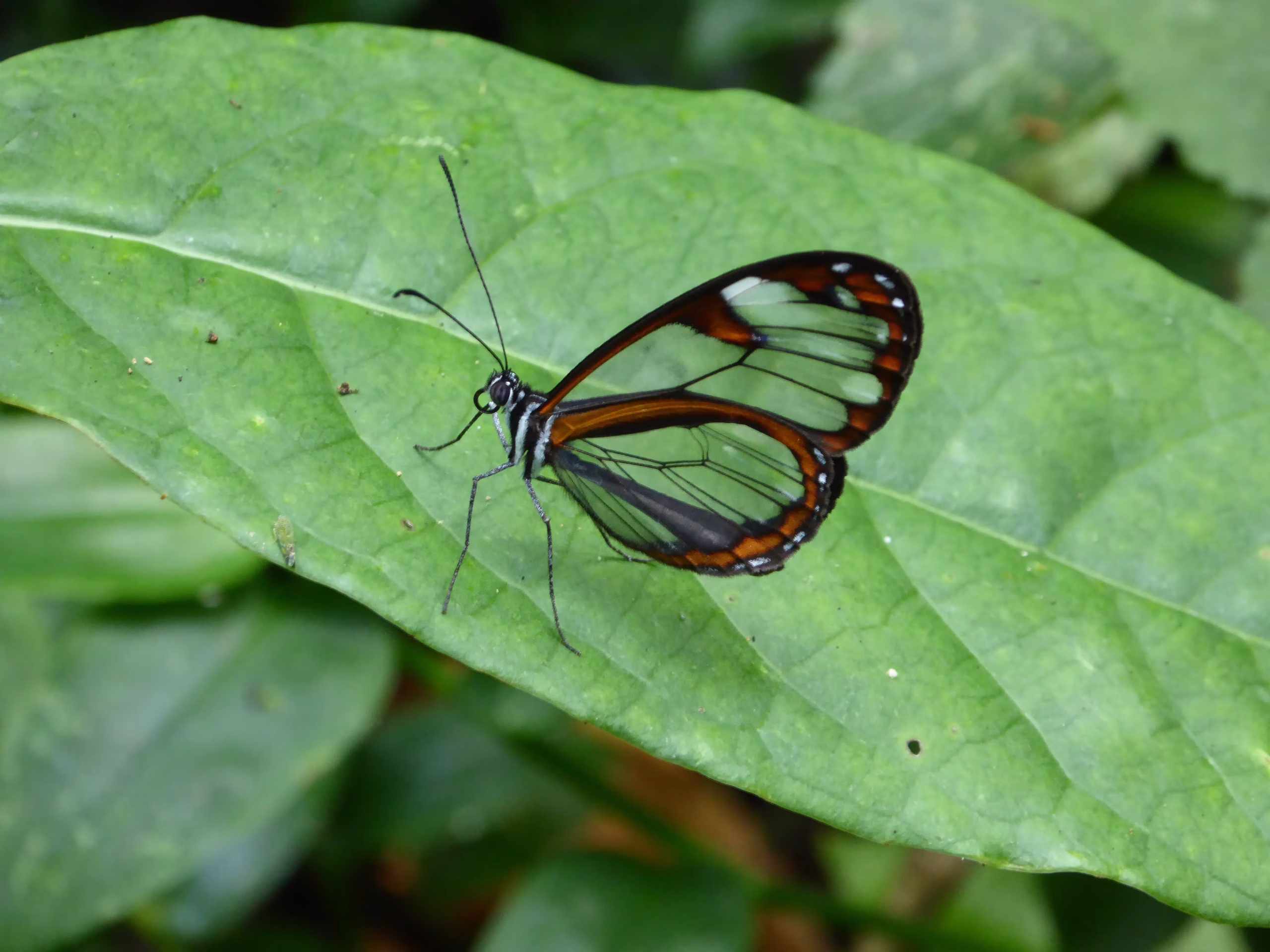 Mariposa cristal. Mariposa cristal también llamada mariposa espejitos.